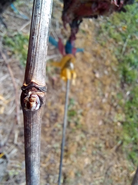 Desarrollo fenológico: Brotación. Yema hinchada