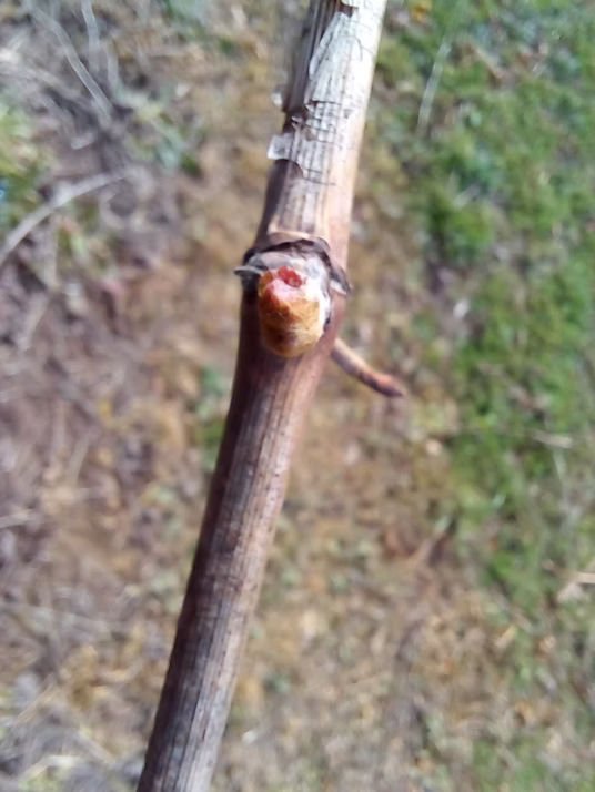 Desarrollo fenológico: Brotación. Yema algodonosa