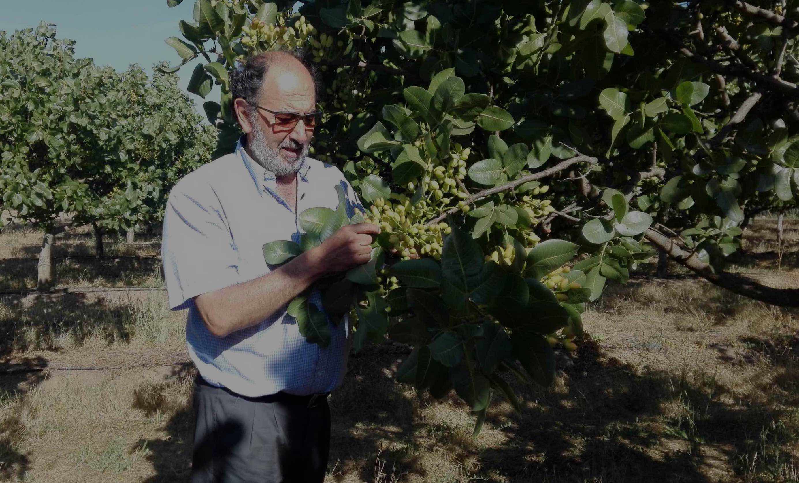 Viñedo experimental